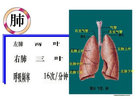 新冠病毒到底对患者的肺做了什么？