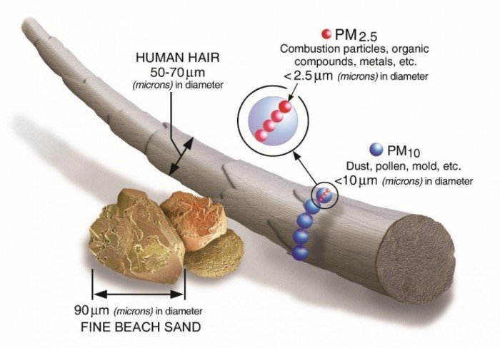 对动物的分析或有助于科学家更好地了解野火对人类健康的长期影响