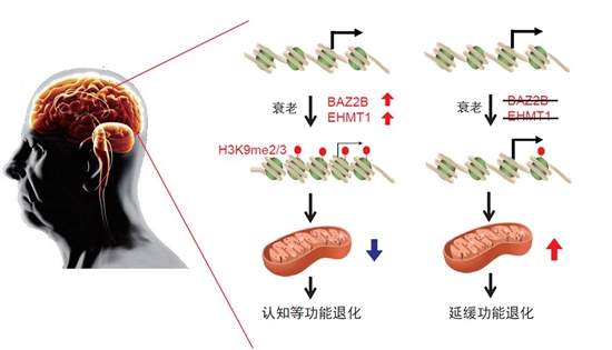 科学家发现新的抗衰老靶标基因 岁月这把“杀猪刀”对抗得了吗？