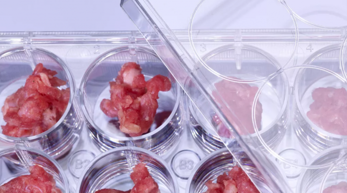 科学家使用大豆蛋白作为骨架 在实验室内种植牛肉