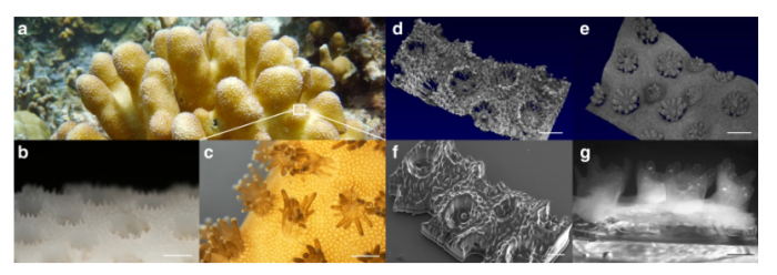 科学家创造生物打印珊瑚 比天然珊瑚更有利于共生藻的生长