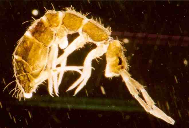 Nature 论文最新发现：雨后的泥土清香 其实是一种生物陷阱