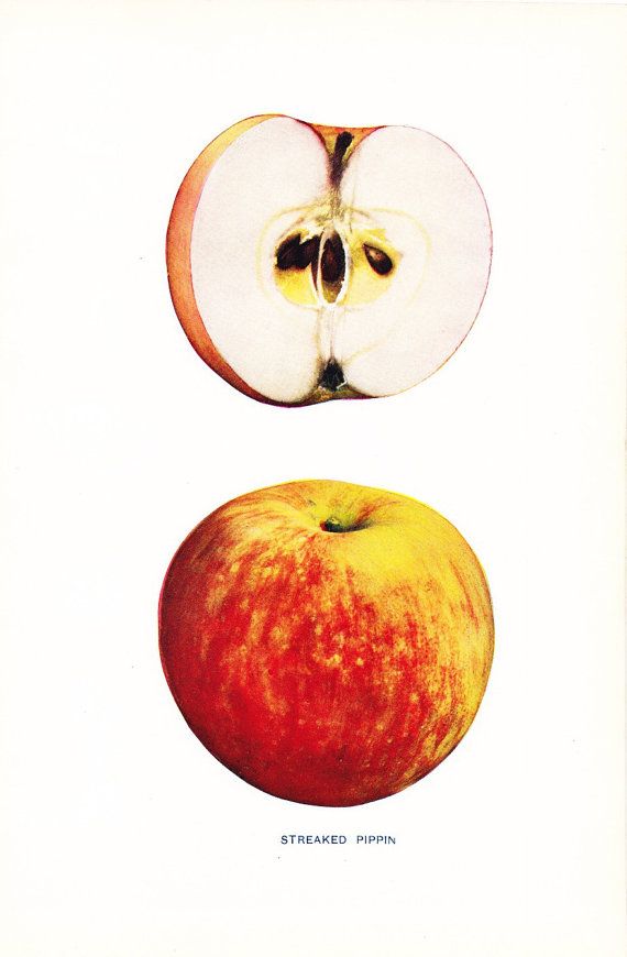 植物学家寻找消失的苹果：遗弃140年的果园中发现10种灭绝苹果