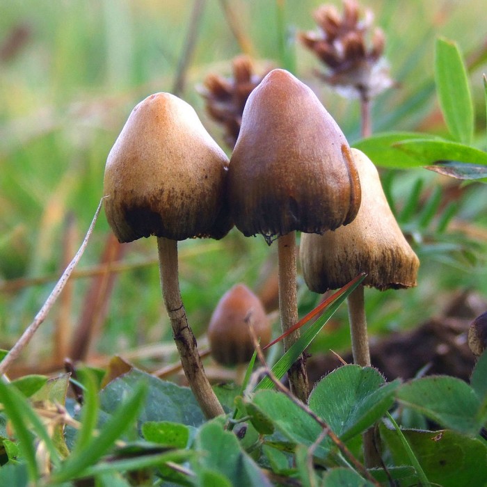 科学家们研发利用普通酵母生产迷幻剂“裸盖菇素”的新方法