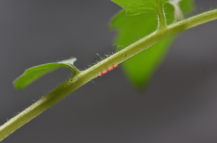 MIT科学家设计出只应用于植物的新型微针贴片