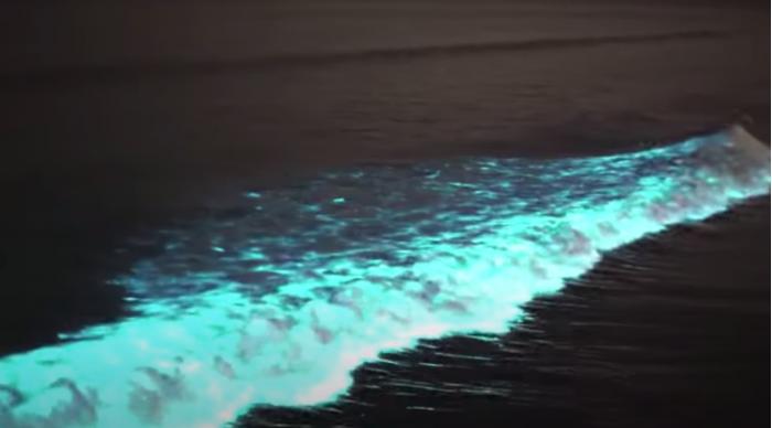 因赤潮藻类大量繁殖 加州海滩现绚丽的蓝色荧光海浪