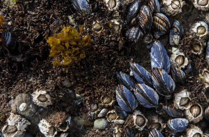 研究：聚集成礁的贻贝可能会摄入更多的塑料