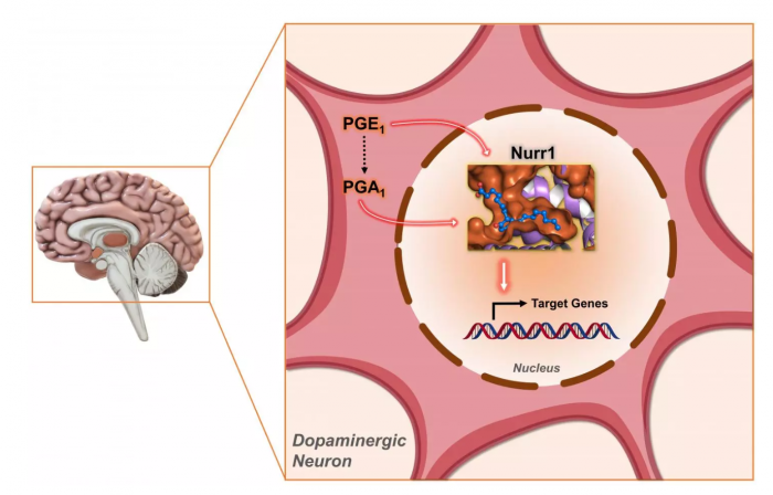 科学家发现能改善运动功能的分子 为治疗帕金森病带来新希望
