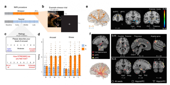 耶鲁大学新研究发现了造成压力感的大脑“网络”