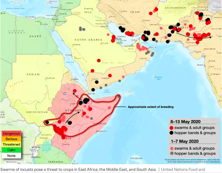 非洲沙漠蝗灾已经出现在迪拜 当地回应：情况在掌握中