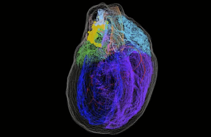 研究人员创建了首张心脏神经元的3D地图