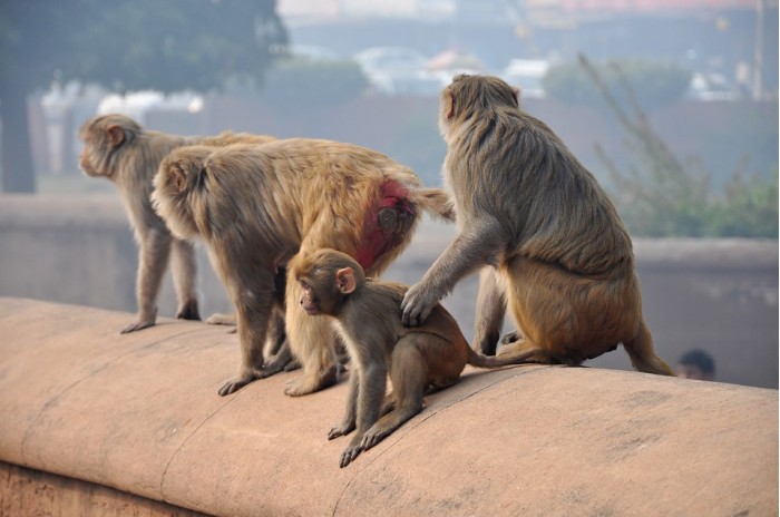 一群猴子从印度一实验室偷走了新冠病毒血样