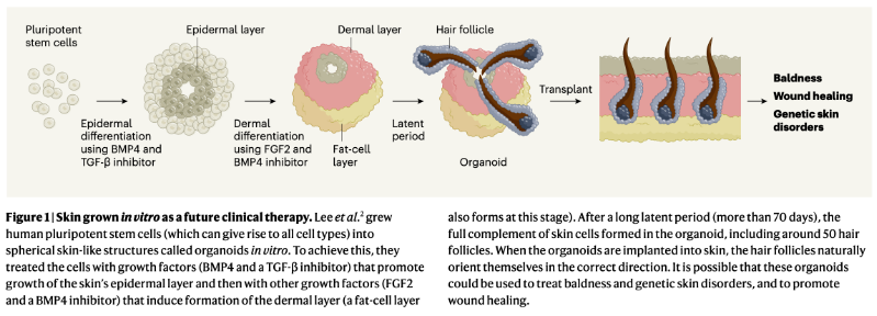 秃头有救了：哈佛科学家培养人造皮肤可长出毛发