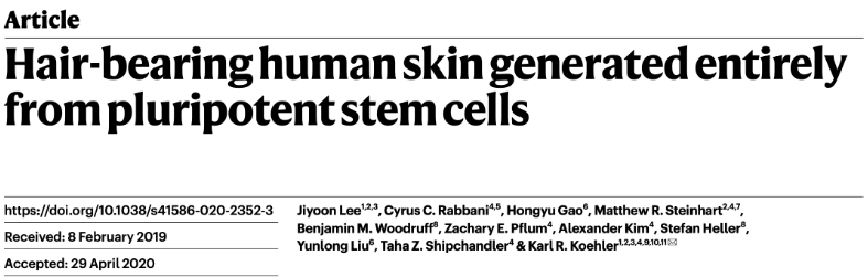 秃头有救了：哈佛科学家培养人造皮肤可长出毛发