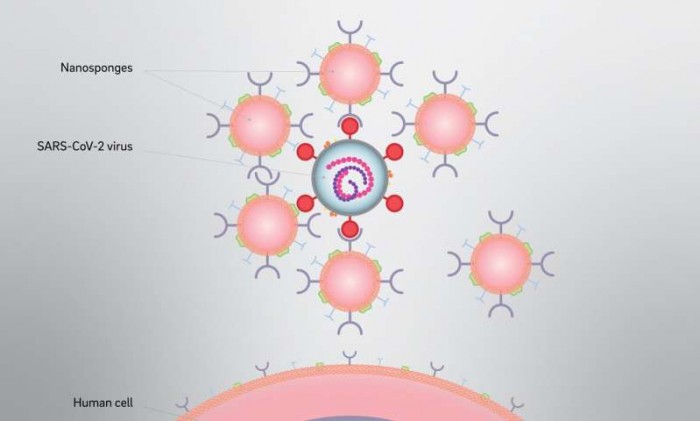 纳米海绵能阻断SARS-CoV-2感染