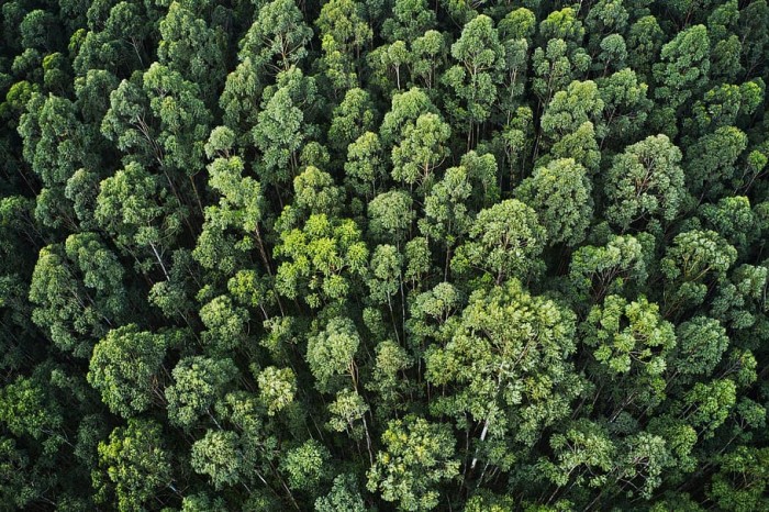 地球约一半的无冰土地未遭受人类活动破坏