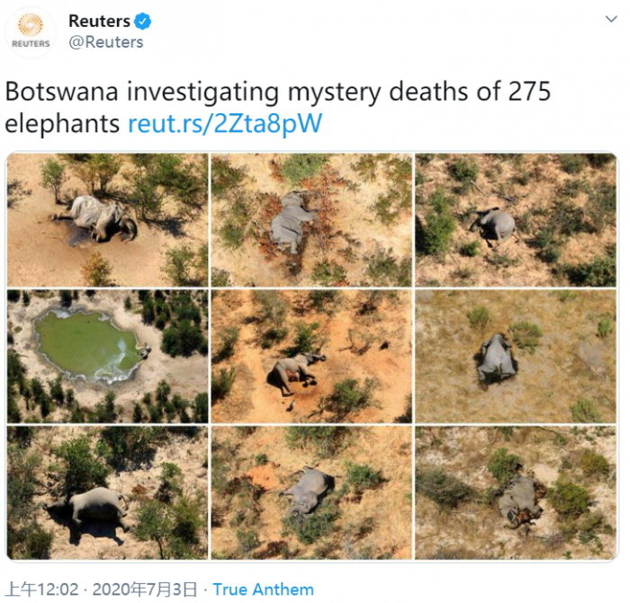 短短几个月内非洲博茨瓦纳的数百头大象离奇死亡
