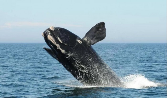 IUCN：北大西洋露脊鲸、狐猿及欧洲仓鼠成为极度濒危物种