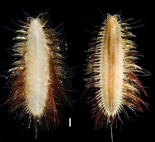 中科院海洋研究所正式公布5个深海生物新物种