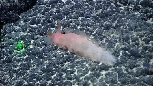 中科院海洋研究所正式公布5个深海生物新物种