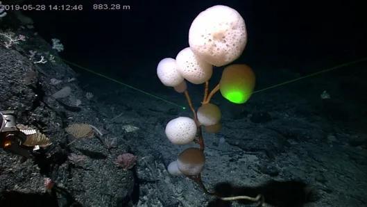 中科院海洋研究所正式公布5个深海生物新物种