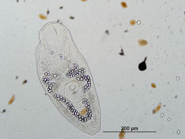 拯救这些寄生虫！这种生物对环境至关重要