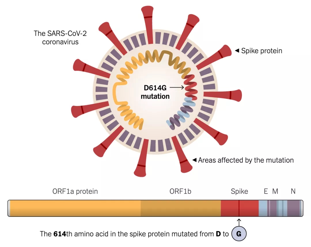 马来西亚确认D614G变异毒株 传播速度快10倍