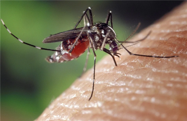 替代杀虫剂 美国批准释放7.5亿只转基因蚊子：后代只有雄性
