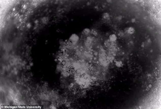 功能性迷你人类心脏模型培育成功