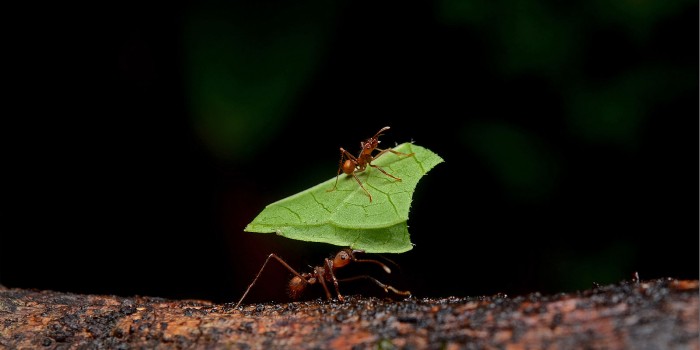 更环保：“分子海绵”或能取代杀虫剂利用气味诱捕蚂蚁