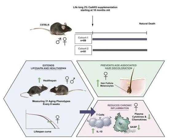 延长寿命，科学家首度验证这种天然分子在哺乳动物中的抗衰老效果