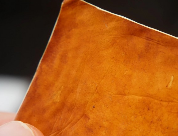 这种蘑菇皮革不仅环保还能解决动物皮革引发的伦理问题