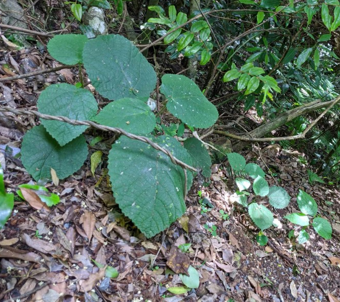 科学家解开地球最毒植物刺痛之谜：新神经毒素作祟