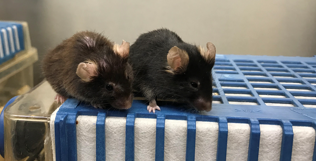 假如可以预知能活多久……哈佛科学家开发预测寿命的“生命时钟”