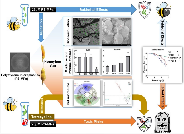 研究证实微塑料危害蜜蜂健康 并影响蜂产品质量安全