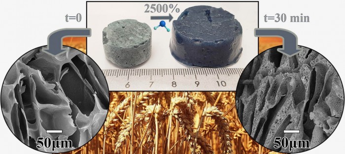 科学家使用小麦面筋制成超强吸水材料 有望用于“环保”纸尿裤