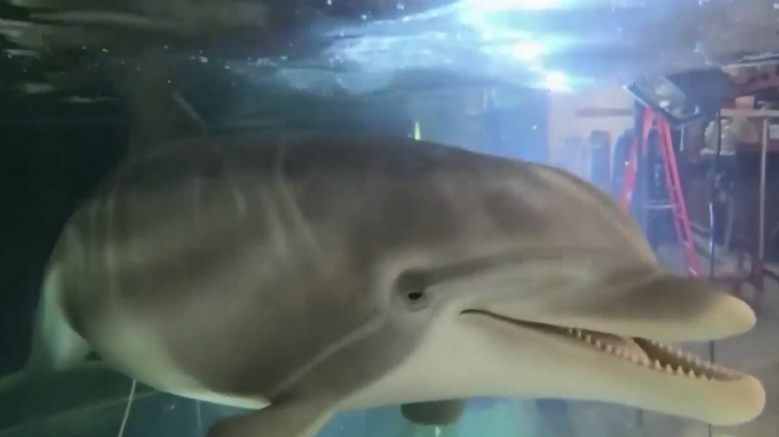 世界首只机器海豚仿真度达100% 充电一次可活动数小时