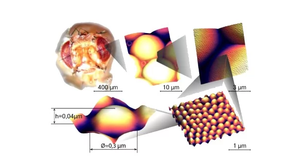 俄成功复制果蝇角膜纳米结构层