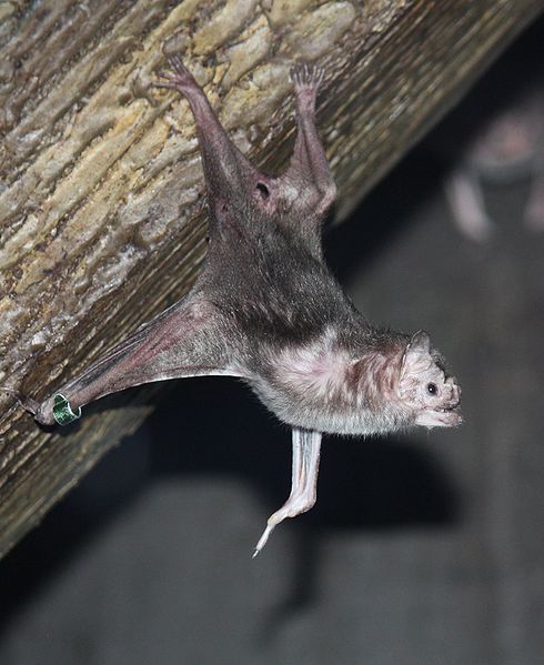 研究称“生病”的吸血蝙蝠会与同伴“保持社交距离”