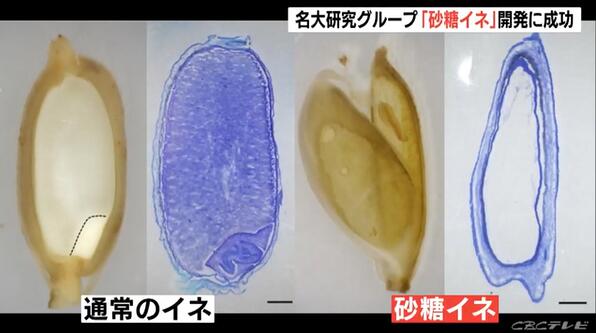 日本研究出“砂糖水稻” 有望全球大范围种植