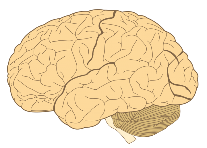 科学分析：人类意识源自大脑电磁场吗？