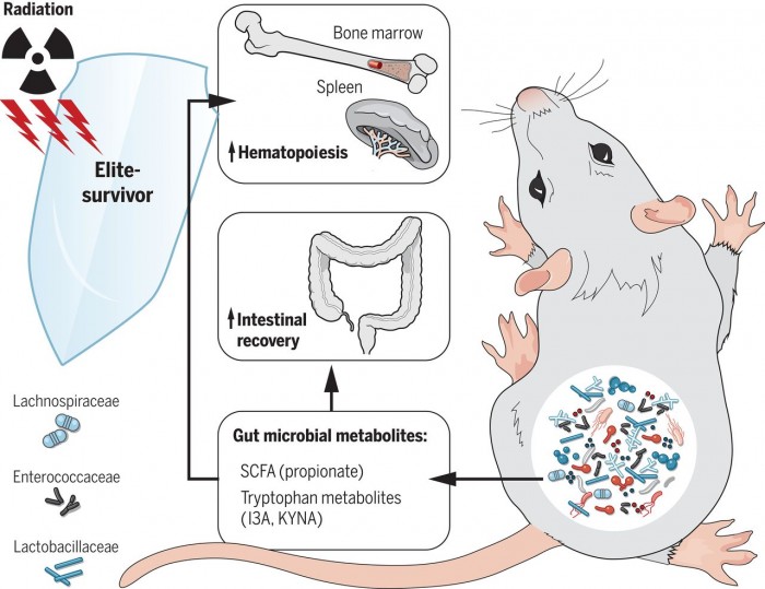 研究发现具有某些肠道细菌种群的小鼠可以免受辐射的不利影响