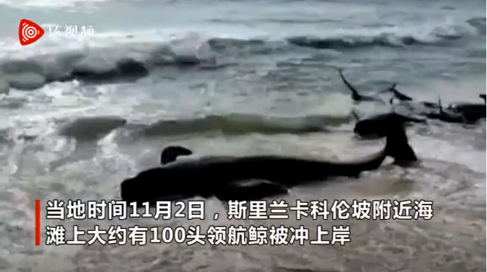 上百头鲸鱼在斯里兰卡搁浅 当地史上最大规模鲸鱼搁浅事件