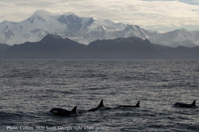 研究称巨大的冰山可能威胁海豹、企鹅等野生动物的栖息地