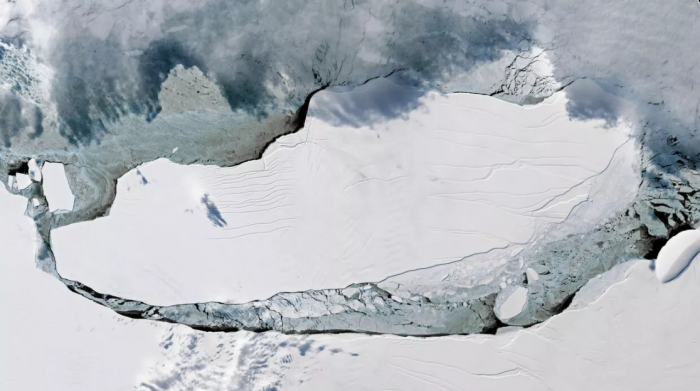 研究称巨大的冰山可能威胁海豹、企鹅等野生动物的栖息地