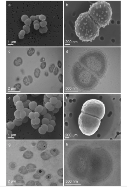 研究称耐辐射球菌在国际空间站外存活了整整一年