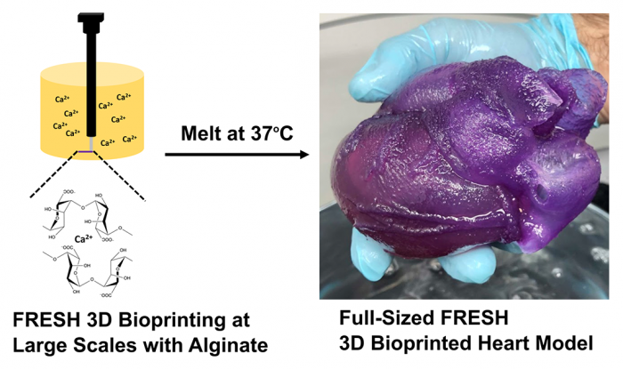卡内基梅隆大学的3D生物打印心脏为外科医生提供了新工具