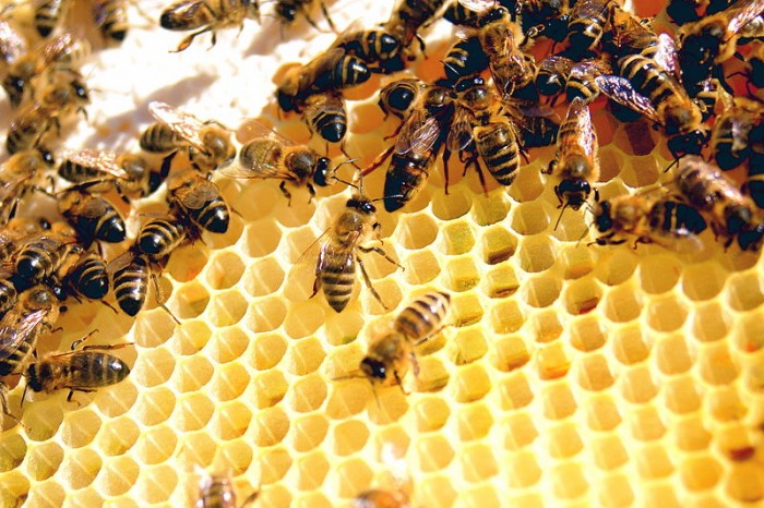 新方法可在蜂蜜中有效地检测出对蜜蜂具有重大危害的杀虫剂