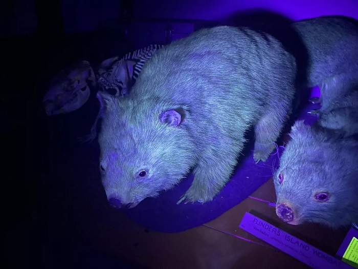 科学家意外发现澳大利亚有袋动物可在黑暗中发光