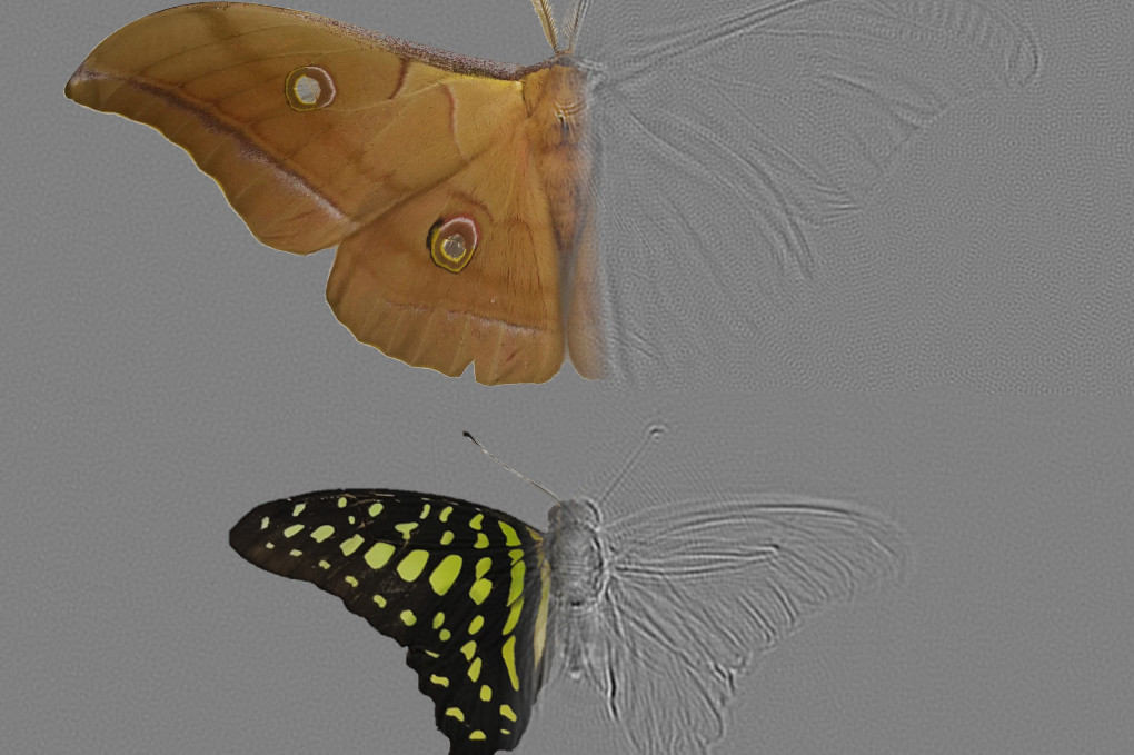 飞蛾翅膀竟是天然隐形声学超材料